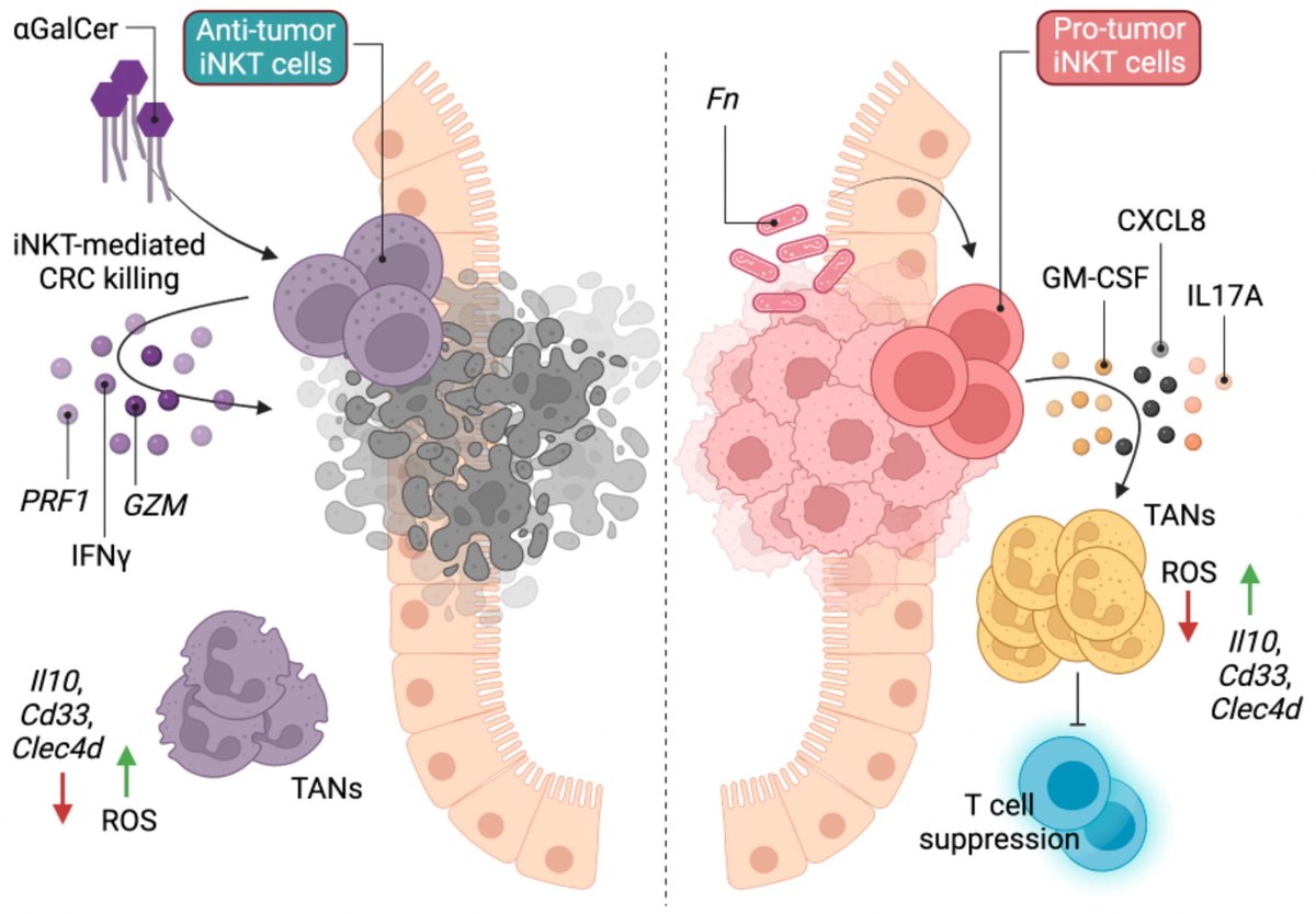 #iNKTcell and #neutrophil crosstalk may promote colorectal cancer pathogenesis, now online: mucosalimmunology.org/article/S1933-…