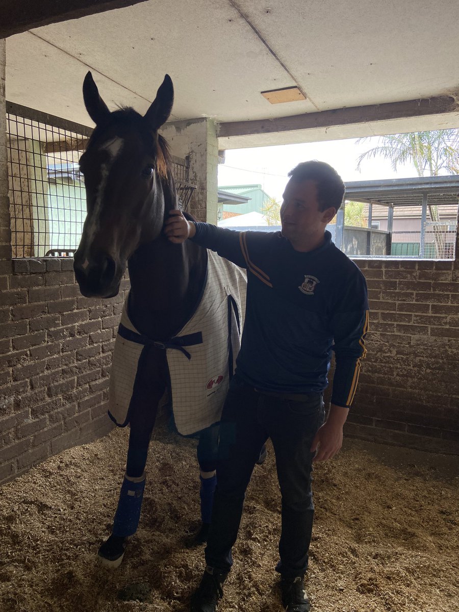 StuartTyrrell3's tweet photo. Finally got to meet the @Lanwades bred star Zaaki. From working with his dam Kesara in Newmarket and his sister Zaakara in Ireland, it was surreal to see him. https://t.co/fufxoF0e9U