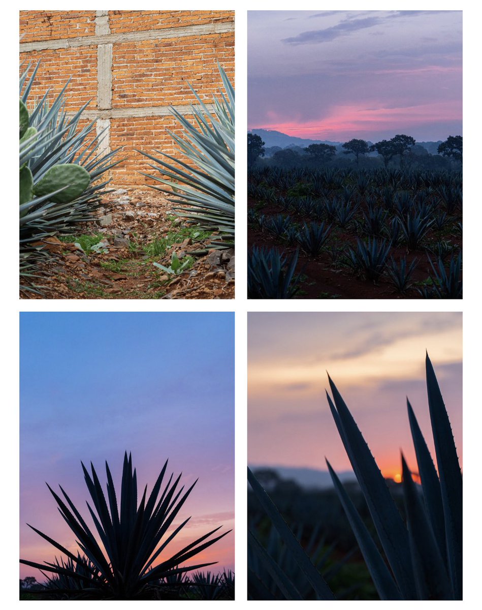 shavaC's tweet photo. Gracias @TequilaOchoMx  #jalisco #tequila #México #distillate https://t.co/QVJk0Sph2k