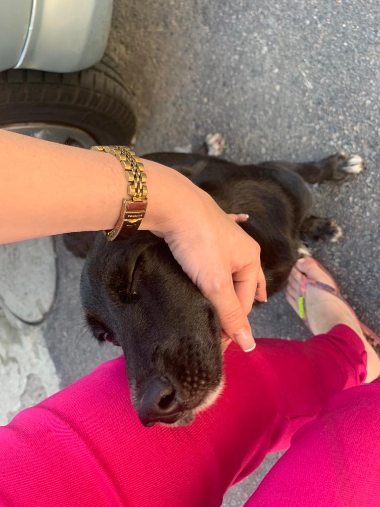 AnnaMonteiro283's tweet photo. Por favor gente,me ajudem repassando! Quanto mais gente ficar sabendo,mais rápido a benesse surge pra essa inocente!
(ela está em Inhaúma, ZN do RJ)
@lardospancinha @TataMoraissp @casadoviralata @recantodosanjos @abrigojoaorosa @AndressaDamianl @ariveganbeauty @AJUDEFLOQUINHO https://t.co/NcOZL5BEFl