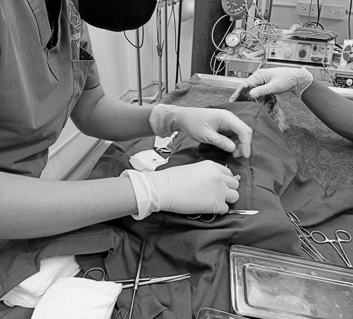 johnisiahduguil's tweet photo. Ovariohysterectomy marathon on 3 cats and 2 dogs https://t.co/cie9uqFL6K