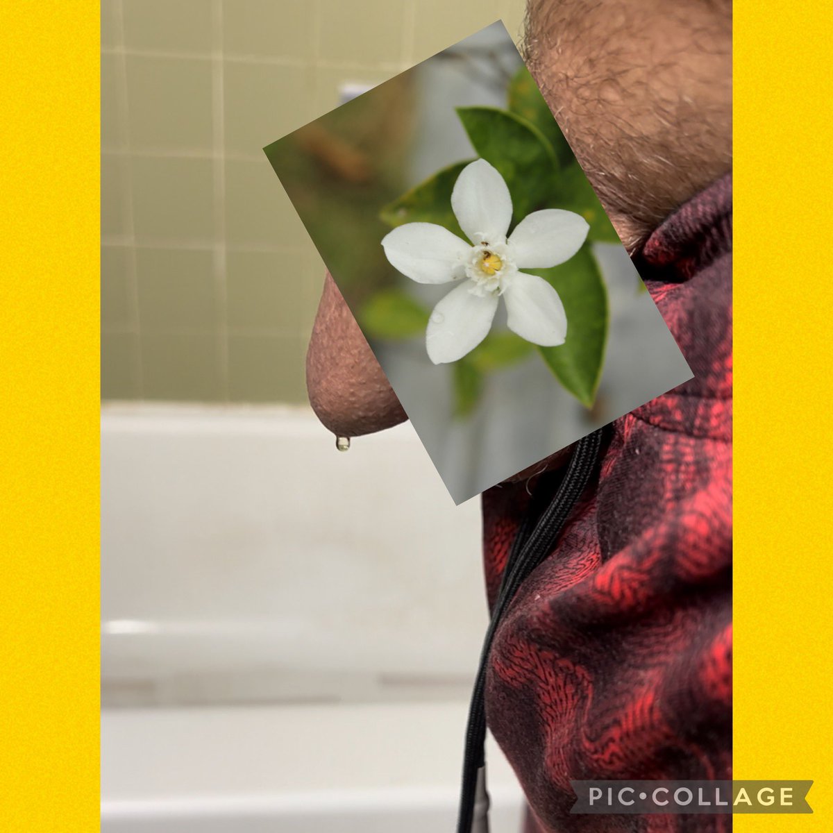 DocP3nis's tweet photo. Wanna see the golden splash? Well go click my link in bio! #goldstreams #streams #GOLD #fetishes #wetdick #wet #fansly https://t.co/CgV5RAr3E9