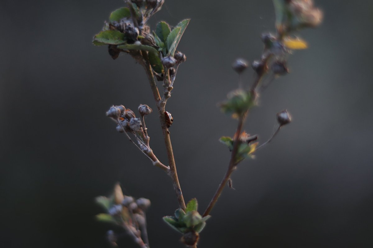 kunkea6's tweet photo. Beneficial insect https://t.co/CuLZf5FB9Y