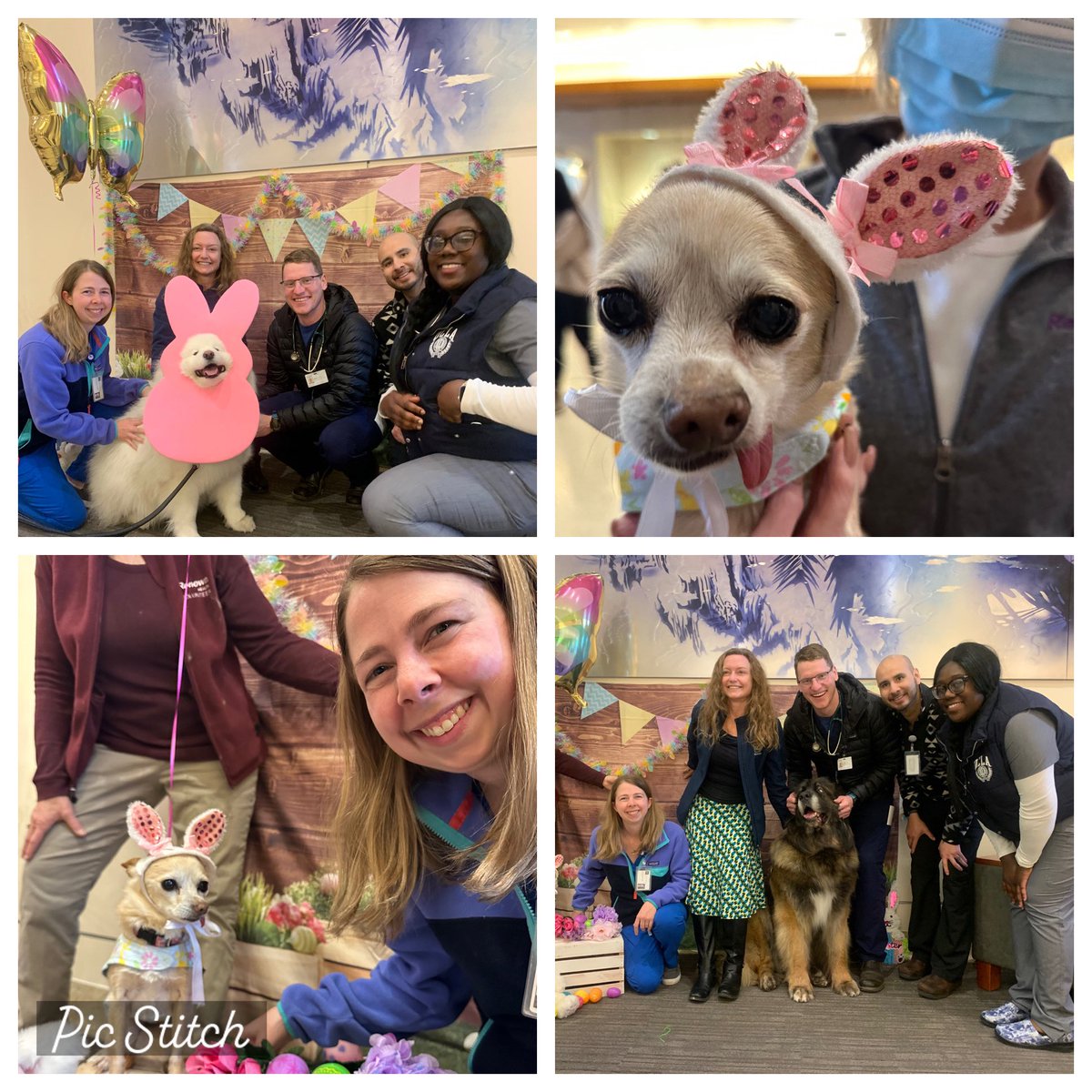 Just another day of inpatient Family Medicine rounds…. Brightened by seasonal therapy dogs 🐰🙌 <a href="/UNRFamilyMed/">UNR FM Residency</a> <a href="/unrmed/">UNR Med</a> <a href="/renownhealth/">Renown Health (Archived)</a>