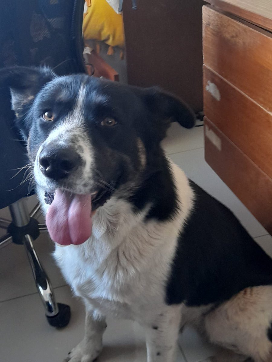 Salvandopatit4s's tweet photo. Perrito encontrado afuera de la muni de Pirque, si alguien lo conoce o quiere darle casita, la persona que lo fotografío no se lo pudo llevar 💔 quedó en la calle 🥹🥹🥹 #Pirque https://t.co/ilQoX9ELRe