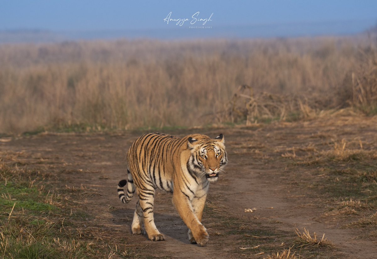 What can be a better morning than a tigress walking towards you in the golden light??

#tiger #tigress #Corbettnationalpark #savetigers #wildlifephotography #uttarakhandtourism #WildlifeConservation
