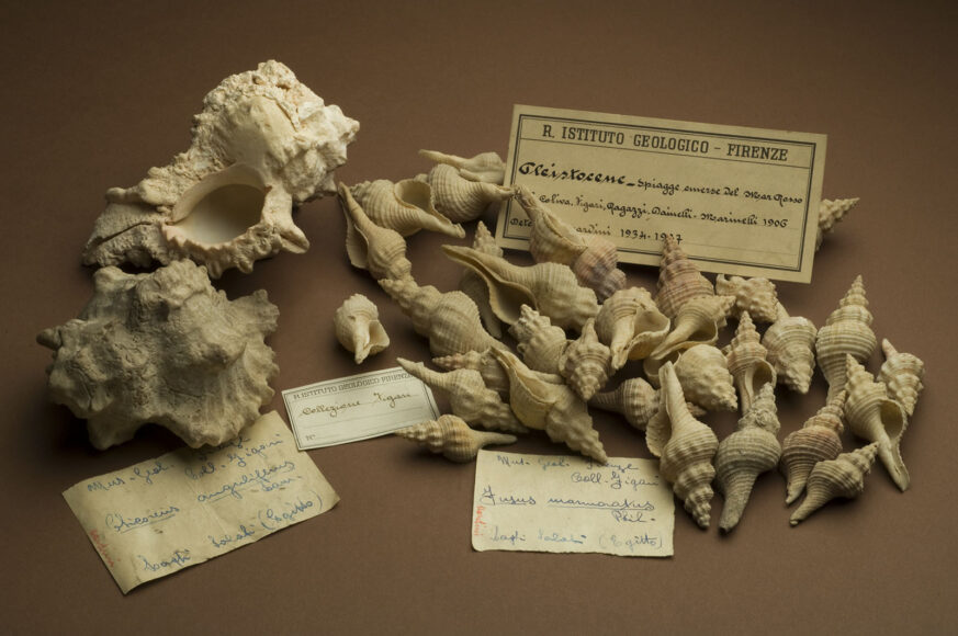 StoriaNaturale's tweet photo. #Firenze⭐️ Il Museo di Storia Naturale @UNI_FIRENZE è l'unico #museo italiano inserito nel censimento mondiale delle collezioni naturalistiche.
🌍 L'indagine, pubblicata su @ScienceMagazine, ha coinvolto oltre 70 musei e #erbari da tutto il mondo.
ℹ️👉 https://t.co/2e0EjUsfPO https://t.co/wVJt2Moc56
