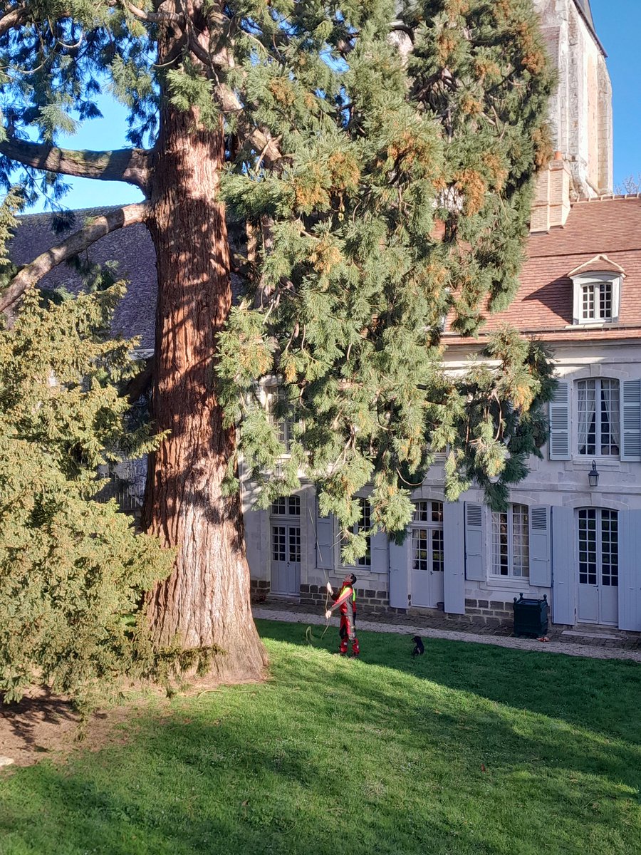 🌳Notre #Sequoia se refait une beauté aujourd'hui: un élagueur est venu prendre soin du doyen du #jardin, labellisé #ArbreRemarquable et vieux de 280 ans! 🍀Quelle chance de pouvoir admirer la vue du haut de ses 32m. #collegeroyaletmilitaire #thirongardais #stephanebern #leperche