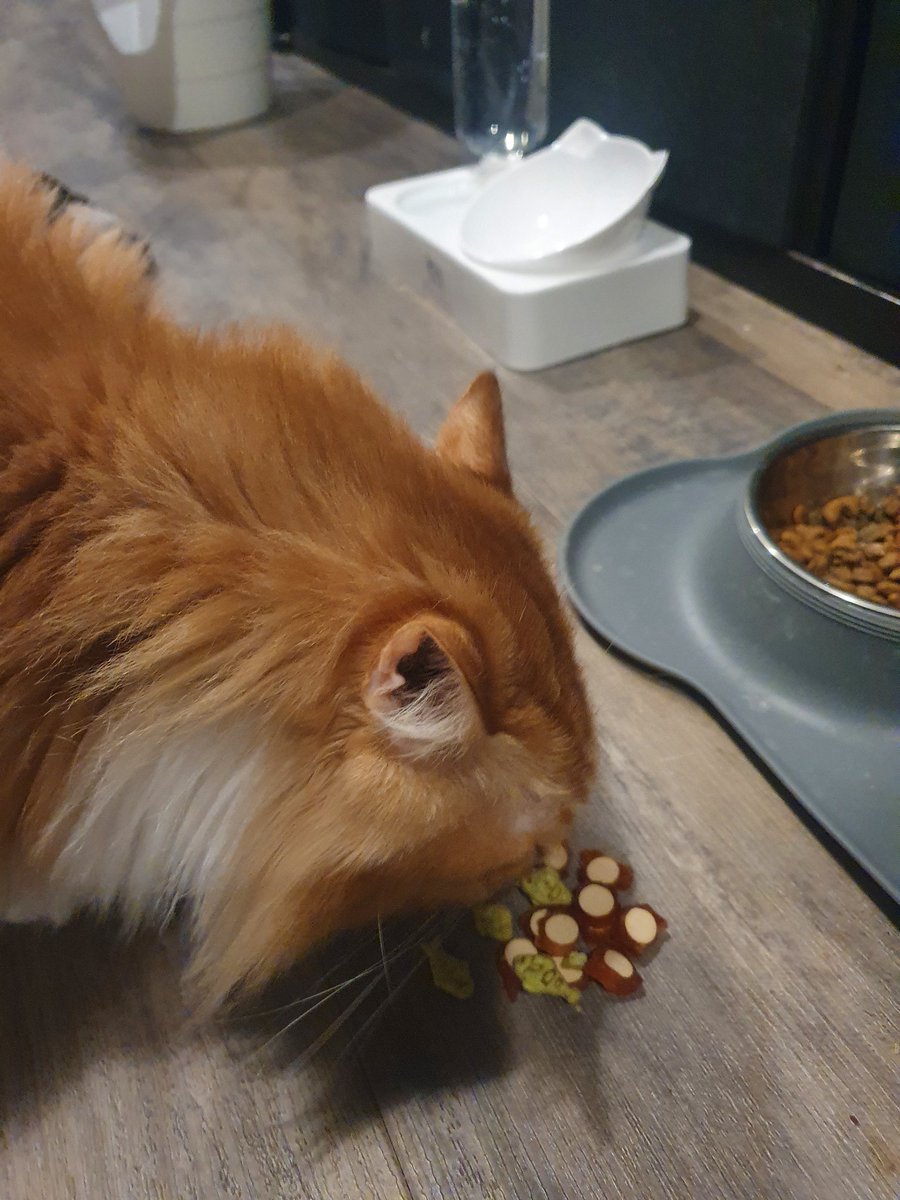 My humans celebrated by ordering some traditional Ukrainian dishes, there were so many new smells! They told me it's called borscht, Varenyky and Kyiv chicken. And I got a generous portion of my favorite snacks! 😼 #BirthdayBoy #CatBirthday #UkrainianCuisine