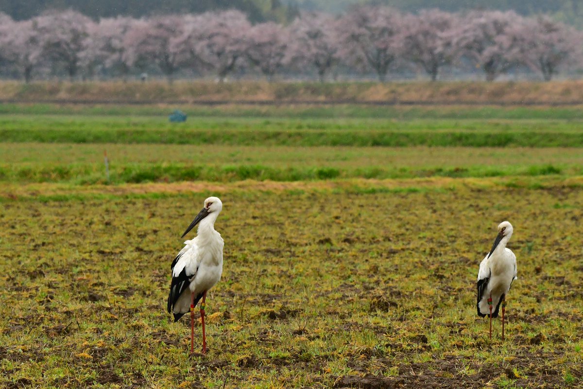 s7t73pf71's tweet photo. 安来清水寺、三重塔の前をコウノトリが飛んで行った♫
#コウノトリ #野鳥 #bird #wildlife #j0358 #j0231 #j0284 #桜 #sakura #春 #安来清水寺 https://t.co/dCNsnPfi6p
