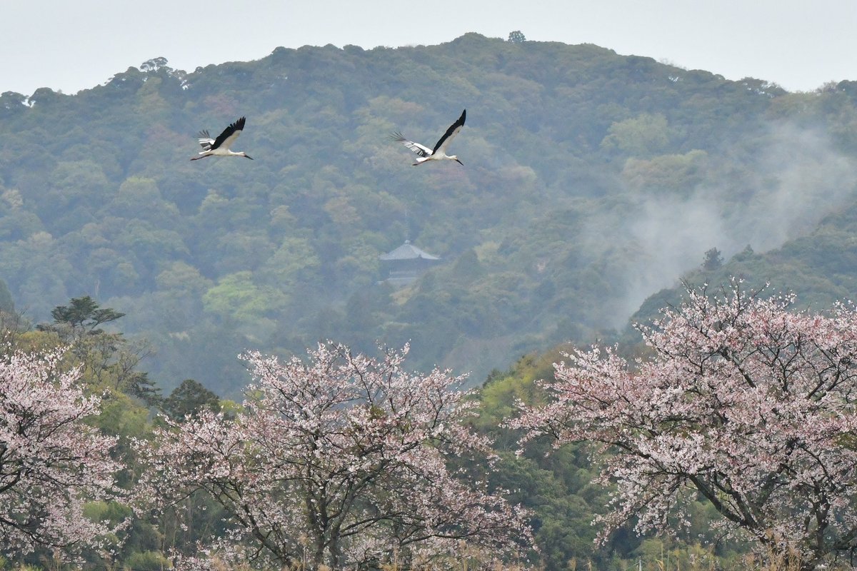 s7t73pf71's tweet photo. 安来清水寺、三重塔の前をコウノトリが飛んで行った♫
#コウノトリ #野鳥 #bird #wildlife #j0358 #j0231 #j0284 #桜 #sakura #春 #安来清水寺 https://t.co/dCNsnPfi6p