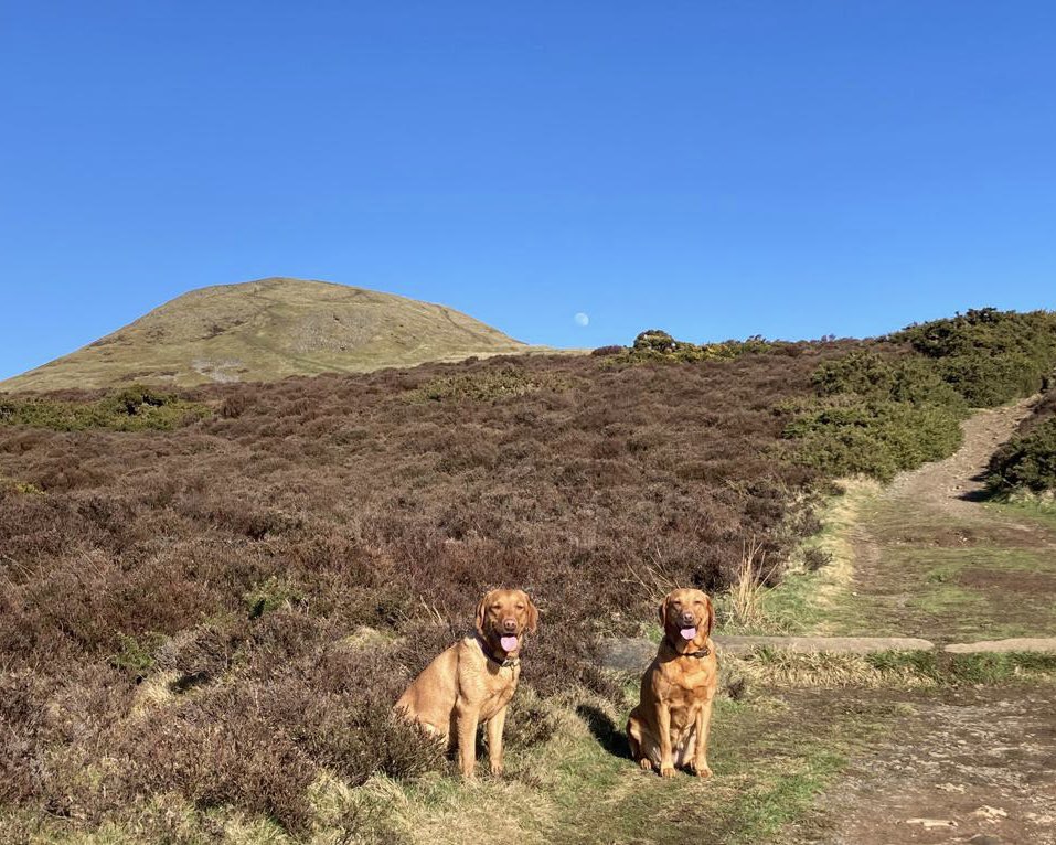TeaGardenScot's tweet photo. We may not have actual high mountain tea in Fife, but growing conditions are still a challenge. https://t.co/BDxMBVHT88
