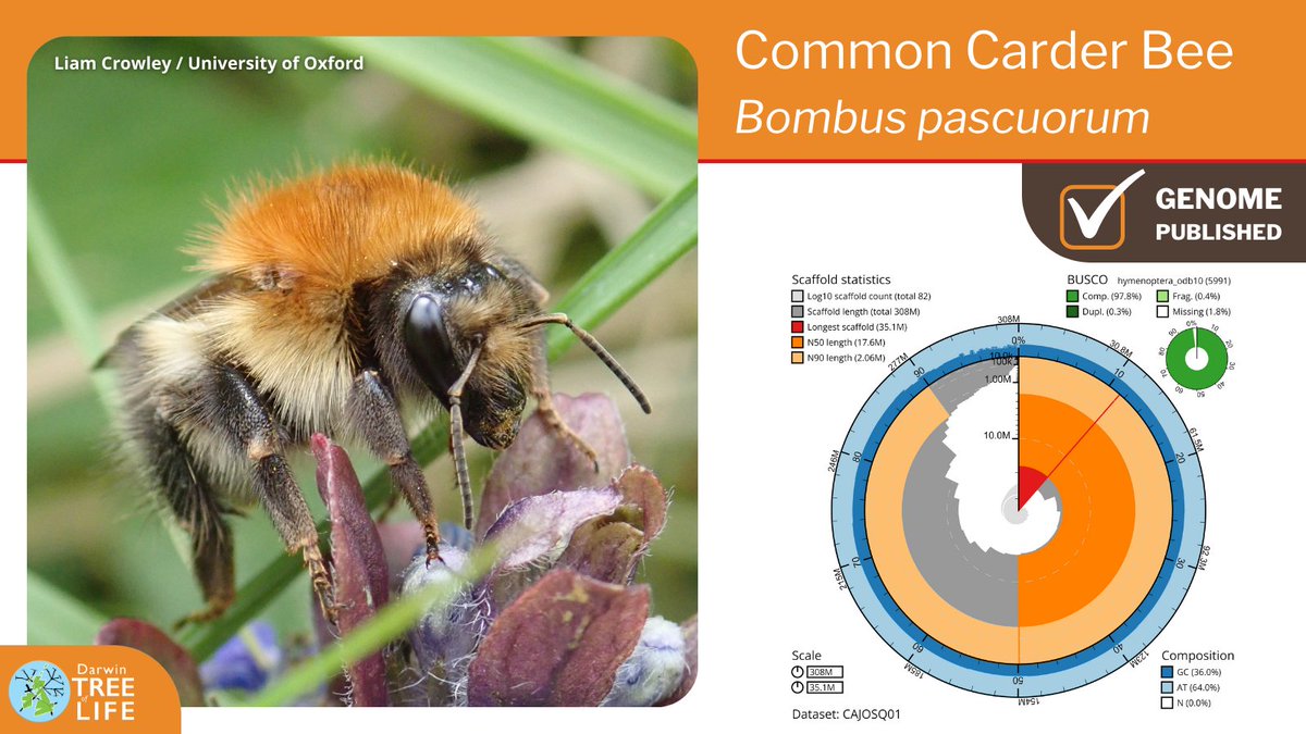 Our latest #DarwinTreeOfLife #GenomeNote: the Common Carder Bee (Bombus pascuorum)🐝 Thanks to @Liam_M_Crowley @GenomeWytham @OxfordBiology @Olga00209044 @NHM_Science @SangerToL & everyone who helped generate this #genome🧬 📑Read more @WellcomeOpenRes: wellcomeopenresearch.org/articles/8-142