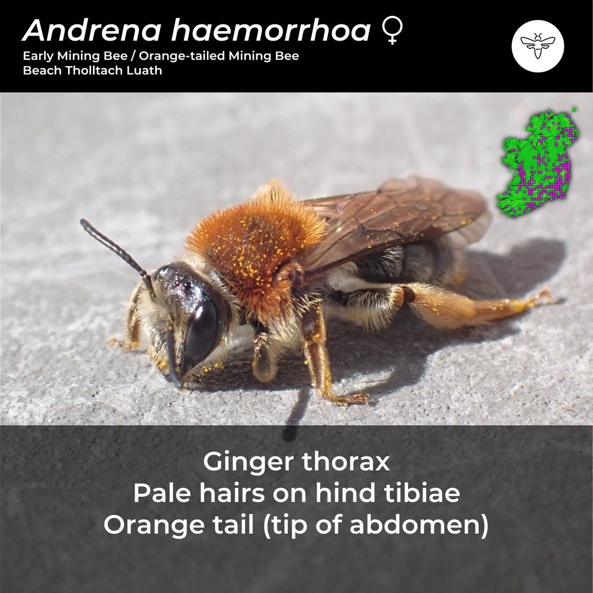BeesOfIreland's tweet photo. Day 9: #CouchTo10SpringBees
The always beautiful and placid Andrena haemorrhoa.
Often it's a Nomad Bee's behaviour that will inform me of this Mining Bee's nest which can be hard to locate.
Mostly solo nesters, or sometimes in very small groups.
@PollinatorPlan @BioDataCentre https://t.co/Ok4LrrHQVh