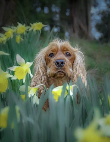 Peek-a-boo!

Happy Wednesday everypawdy 🐾have a woofly day! 🧡H&M
#dogsoftwitter #almosttheweekend