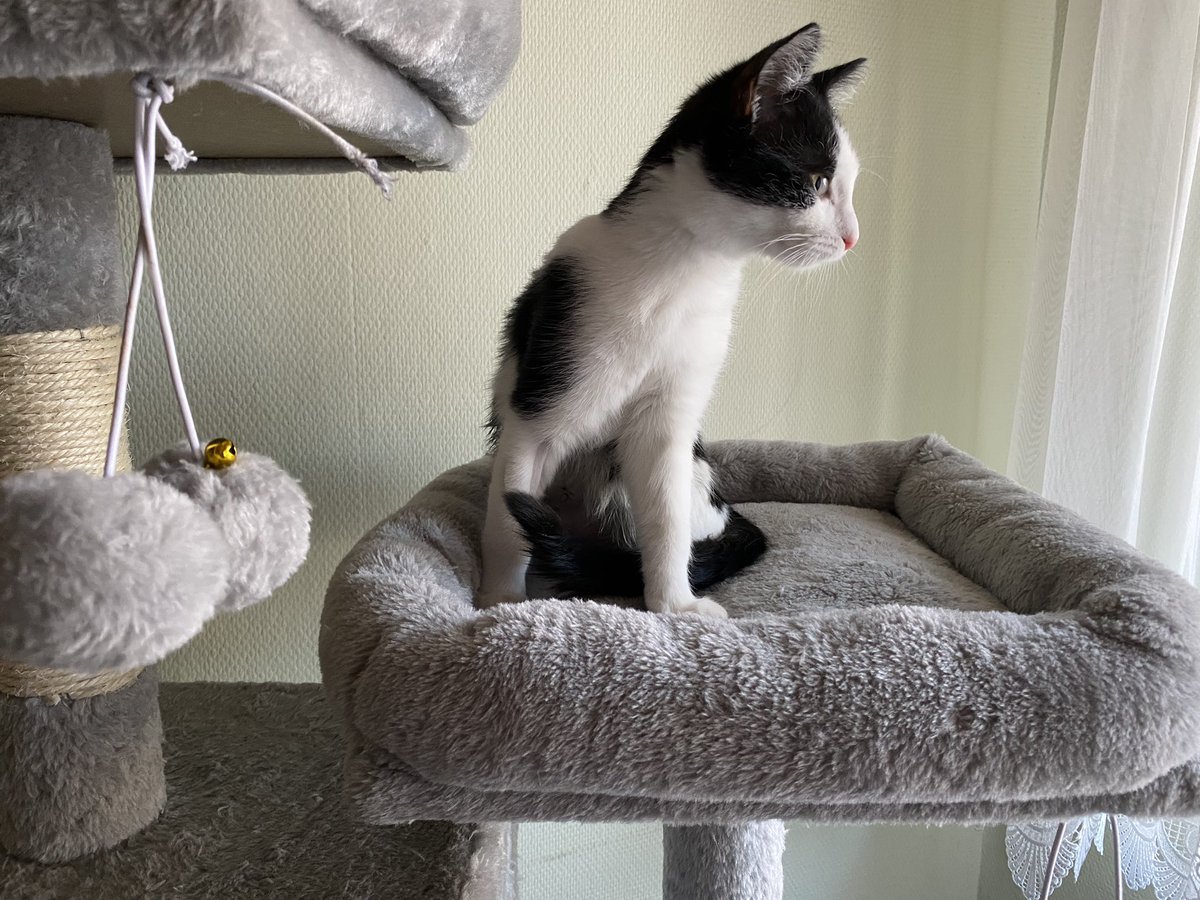 JHB79's tweet photo. Heute sind wir schon wieder auf der Suche nach Abenteuern. 😸 https://t.co/ZcIsSGbufD