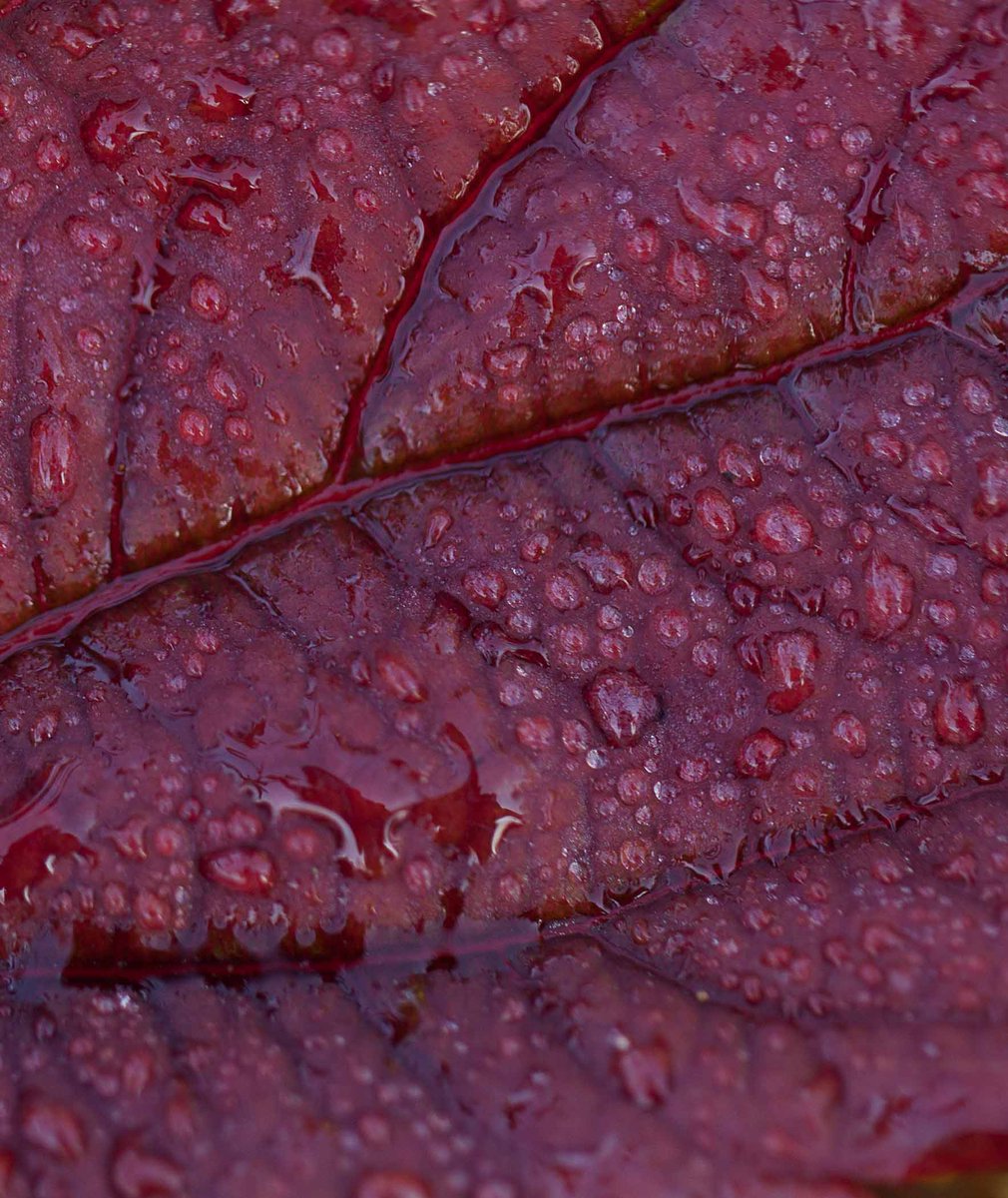 San Marco | Rosso bordeaux, il nostro colore d'ispirazione del mese
san-marco.com/toni-e-sfumatu…