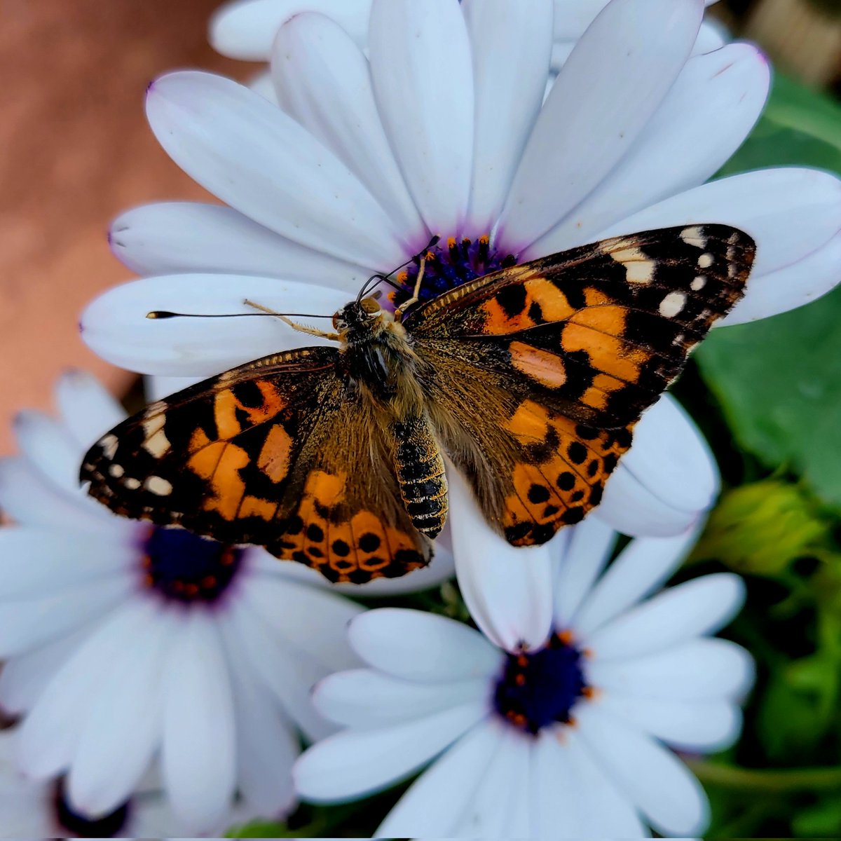 ruben_corella's tweet photo. #FelizMiercoles #mariposa #butterfly #papillon #papallona #gorgeous #greatday #gardens #farfale #belle #belledejour #jardin #jaedinera #bugs #bugslover #pic https://t.co/Jum6Ykv7eS