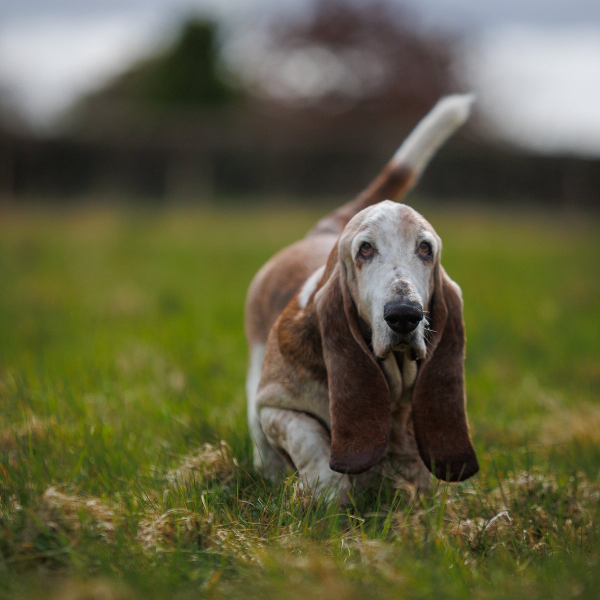 Dear fellow pet lovers,

As a dedicated member of our community, I wanted to share with you why I prefer Twitter as my social media platform of choice over Instagram or TikTok. While I appreciate the visual nature of Instagram and the fun, short-form videos on TikTok, Twitter has