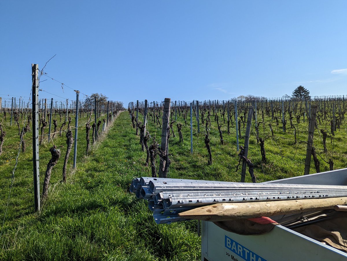 SamothRelgi's tweet photo. Frühjahrsarbeit im Wengert 🍇🍷 #Flein #bawue https://t.co/d9GfD3xOxG