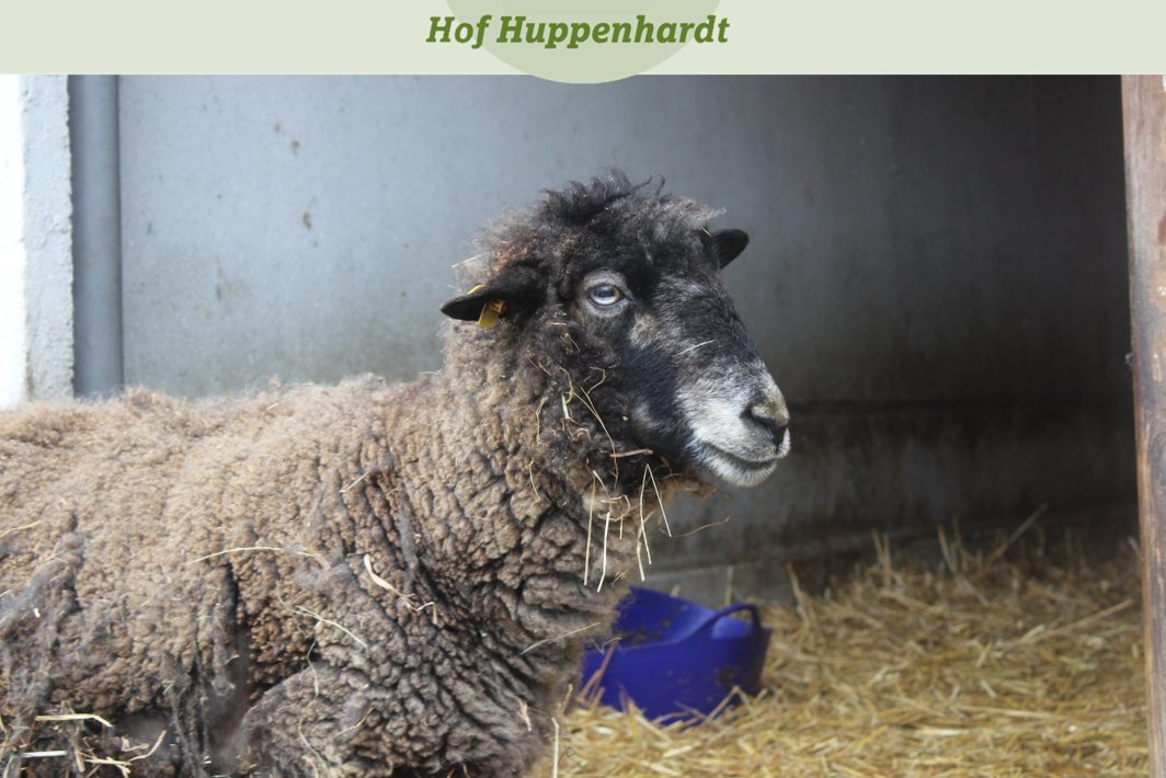 Hallo, Eure Schafoma, Lilly, hier 😊 Wärt Ihr so lieb, mich mit einer Patenschaft zu unterstützen? 🙏 
hof-huppenhardt.de/die-tiere/

 #cute #etn #picoftheday #tierschutz #schaf #schafliebe #schafoma #senior #seniorin #seniorenresidenz #lebensabend #rente #patenschaft #patewerden