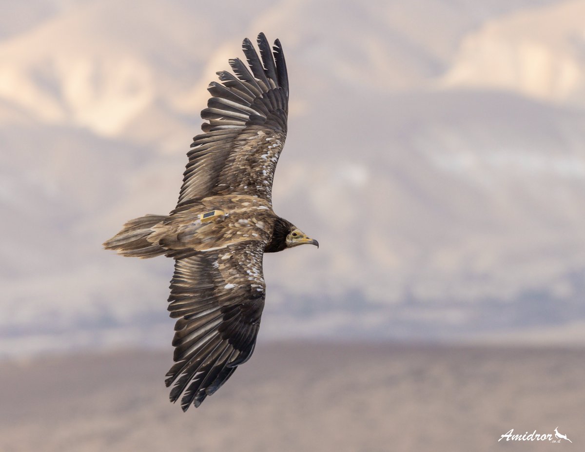 AnneGHertel's tweet photo. How do animals learn to move? Together with @ron_efrat &amp; @oded_tal, we show a detailed account of the ontogeny of flight movements in juvenile Egyptian vultures from fledging until their first migration: https://t.co/3gTmWMycMM @RSocPublishing https://t.co/xqLNknyk9p