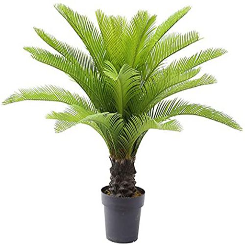 BeejwalaIndia's tweet image. Buy Cycas Revoluta Sago Palm Live Plant Bulbs Pack
beejwala.com/products/cycas…

🎁 SPECIAL OFFER: Up to 90% off  
👉 Check Now: beejwala.com/collections/be…
📦 Dispatch in 1 - 2 Days
#beejwala #Cycas #SagoPalm #PlantBulbs #garden #gardening