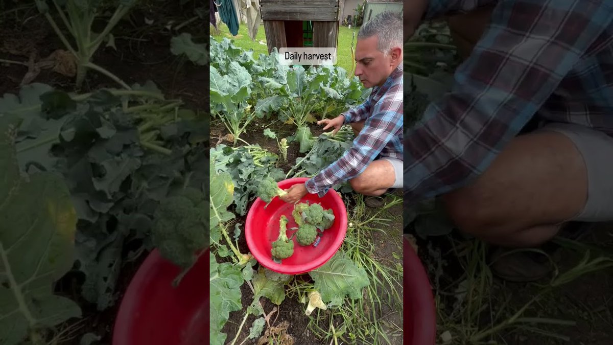 Harvesting #Broccoli ##Gardening ...
 
#BackyardVeggies #BeginnerGarden #Harvest #HowToGrow #MyPatch
 
allforgardening.com/433205/harvest…