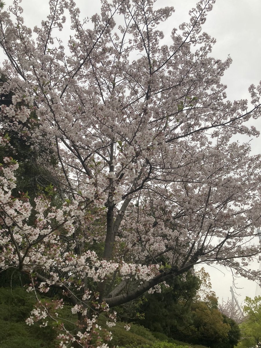 masa_jump_hiro's tweet photo. まだまだ、桜見れるな〜🌸
今週雨じゃなかったら、桜観にいこかな？ https://t.co/iIUyXD47IT