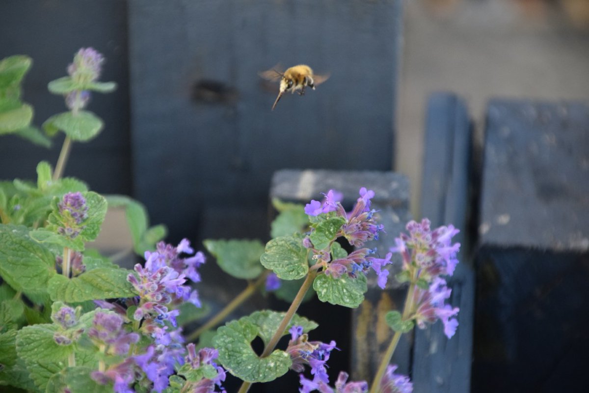UCLEarInstitute's tweet photo. Spring comes to the Ear Institute! Steve Terry @Stephen17822072 led a bulb planting session for our roof garden in November last year and the plants have finally come to see daylight, and we even got a visit from a bee. (1/2) https://t.co/hErhtECKOl