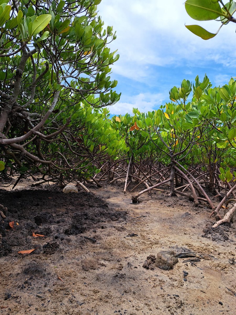 kean_Intl's tweet photo. 🌱🌿🌊🌏👥 Mangrove restoration: bringing back the green to our coasts and protecting our planet for future generations! 🙌 #RestoreMangroves #SaveOurCoasts #ClimateActionNow 🌱🌿🌊🌏👥 https://t.co/SggbP3FJnU