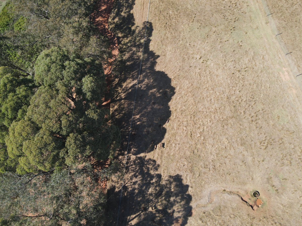 Some great images from PhD Student Alison Hayman! Alison is testing out some gear for photographing and detecting deer at different heights and light conditions.