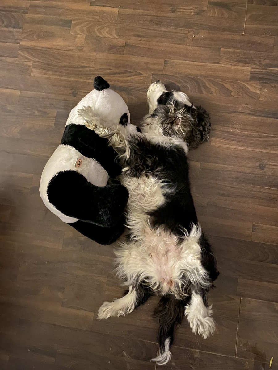 poojaks's tweet photo. @bunsenbernerbmd Oreo - for impersonating a panda, and almost getting away with it! https://t.co/208U86qj9a