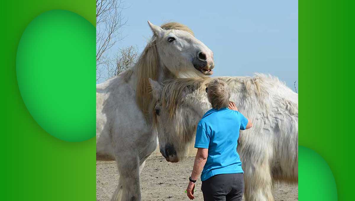 Keulseweg's tweet photo. Paarden praten niet. Zijn houden de open ruimte, de holding space
https://t.co/s5FFdXybMN
#keulseweg #pasen #paardencoaching #equineassistedcoaching #equineassistedtherapy https://t.co/UgYYq2KuPS
