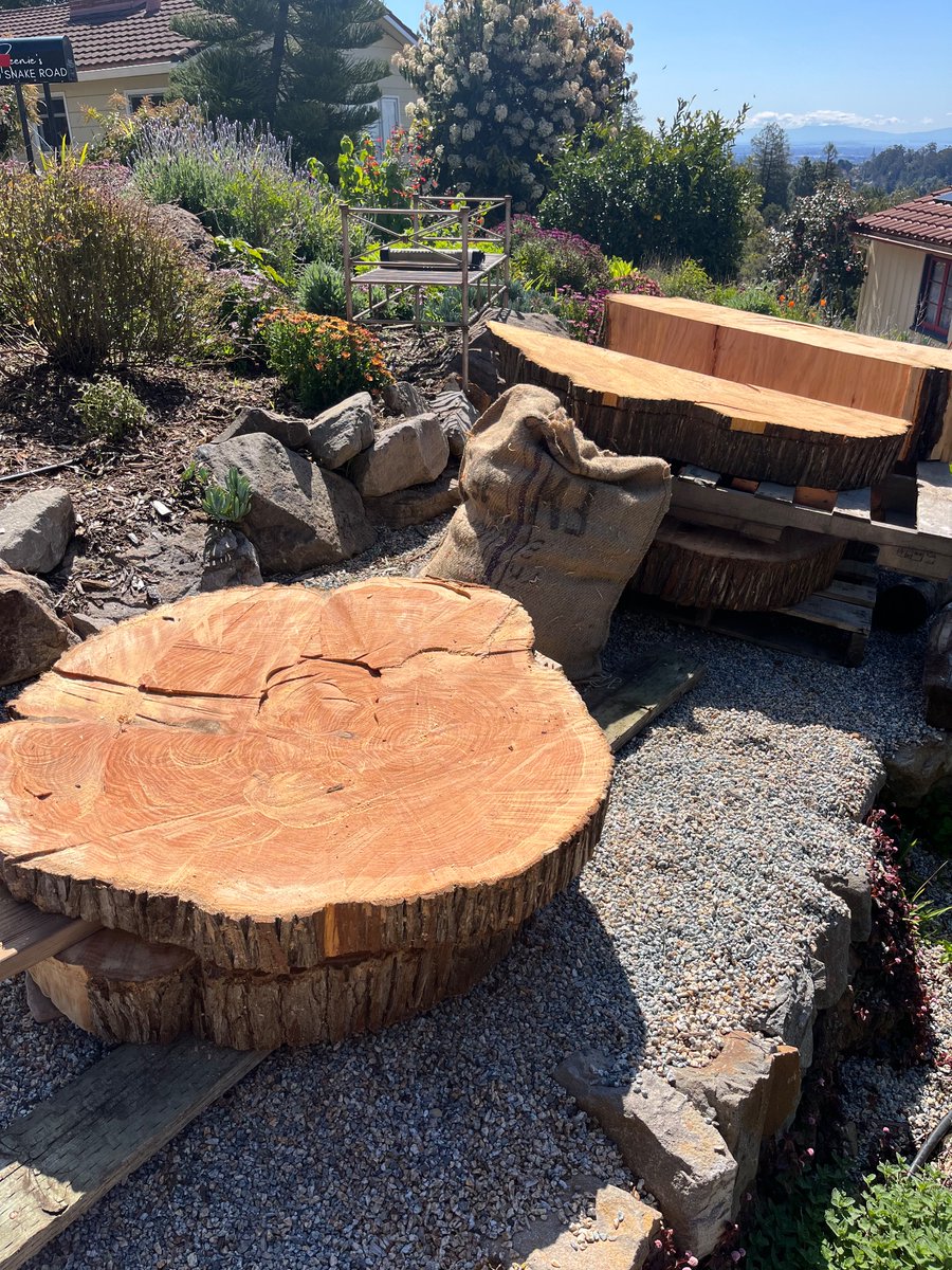 236 year old Monterey Cypress in the back of a Prius
