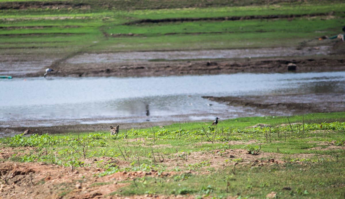 LightRaysPhoto1's tweet photo. For #wednsedaywisdom
   
 "Eyes on the Prey."

#IndiAves #twitter #krs #fox #nature #life #Backwaters #ThePhotoHour #nammamysuru #Karnataka #india
@ThePhotoHour
@ErikSolheim
@KatanaHugo
@ParveenKaswan
@NatGeo
@BBCEarth
@IndiAves
@KarnatakaWorld
@Canon_India
@Natures_Voice https://t.co/1kZ4x0NIEs