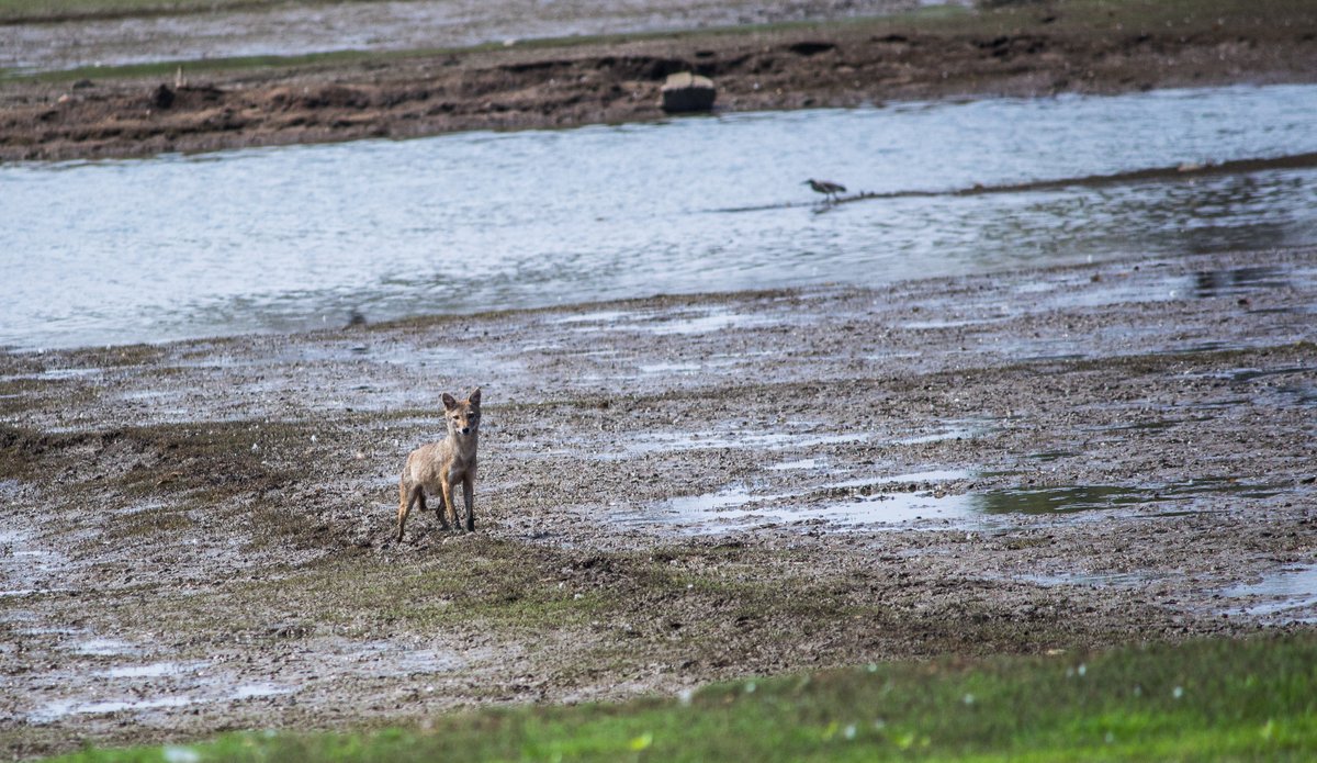 LightRaysPhoto1's tweet photo. For #wednsedaywisdom
   
 "Eyes on the Prey."

#IndiAves #twitter #krs #fox #nature #life #Backwaters #ThePhotoHour #nammamysuru #Karnataka #india
@ThePhotoHour
@ErikSolheim
@KatanaHugo
@ParveenKaswan
@NatGeo
@BBCEarth
@IndiAves
@KarnatakaWorld
@Canon_India
@Natures_Voice https://t.co/1kZ4x0NIEs