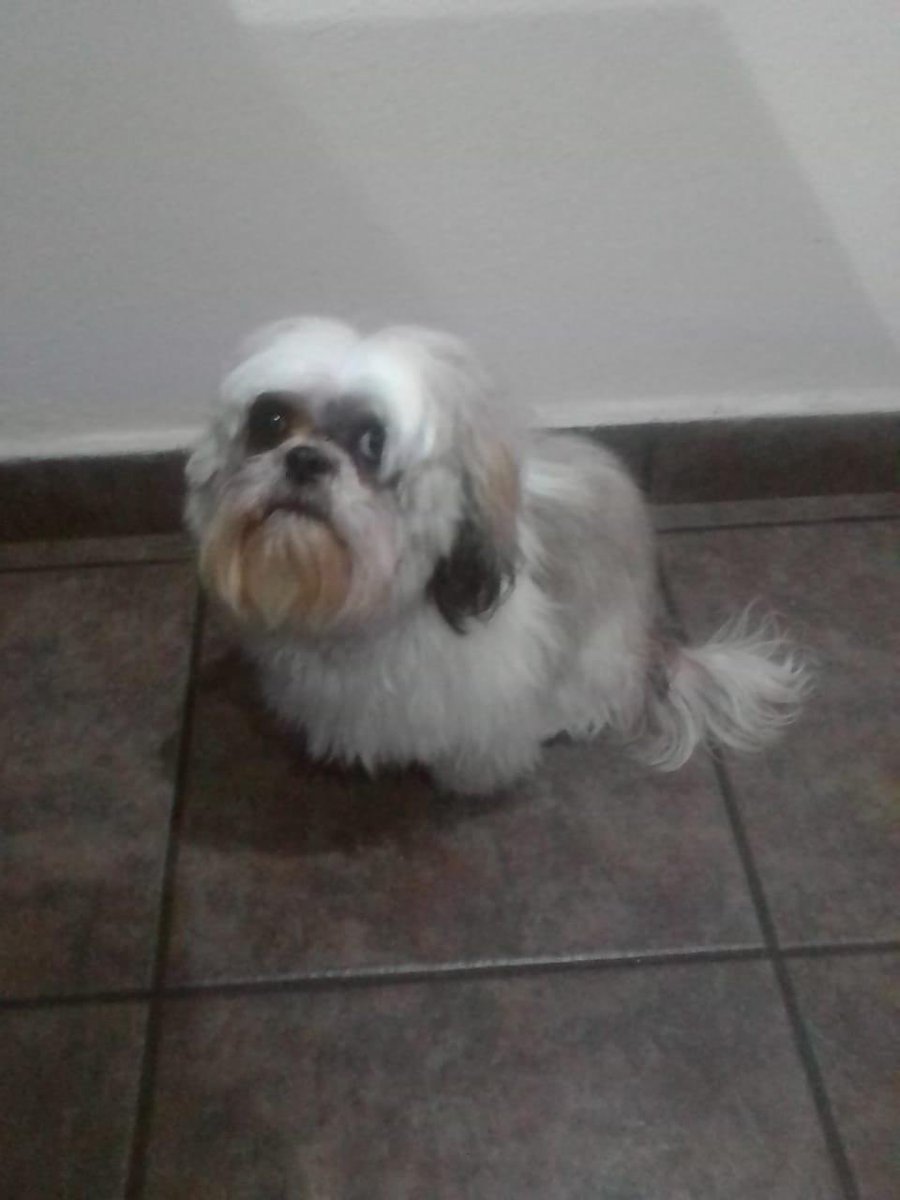 Elichuso's tweet photo. @En_laDelValle en mi edificio está esta perrita recién bañadita por si la reconocen!!La encontramos en la calle https://t.co/H3W1unR8Hv