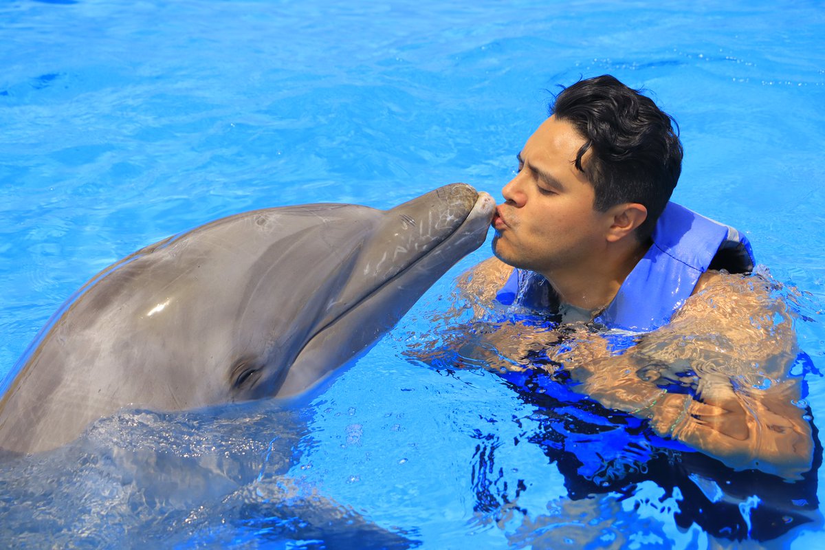 RicardoChew's tweet image. Solo un besito más … 
#CaboAdventures #LosCabos #SanJoseDelCabo #VisitMexico #DolphinEncounter