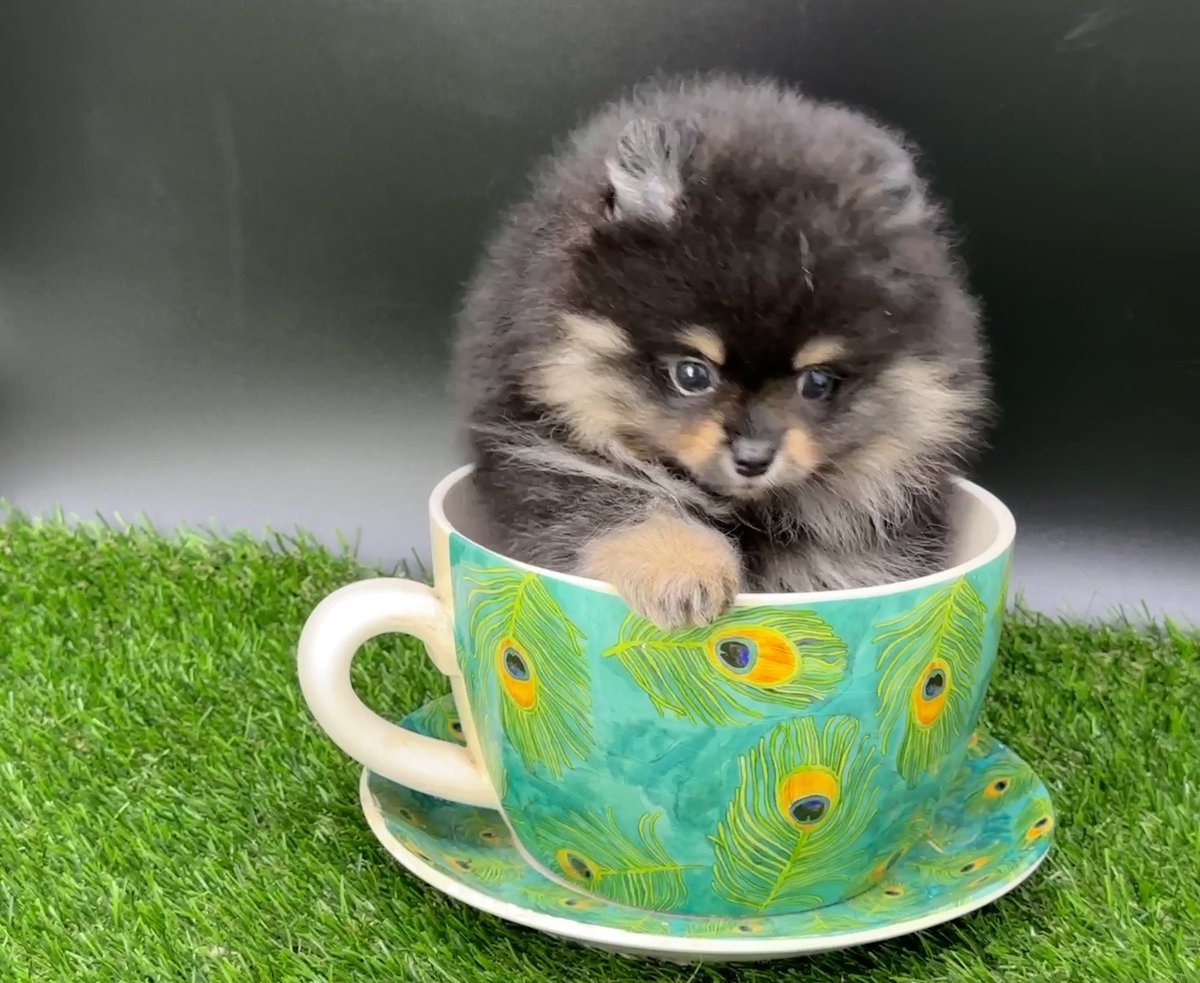 #Pomeranian #puppy FOR #sale ADN-582657 PuppyFinder.com puppyfinder.com/pomeranian-pup… ##PuppyForSale #ADN-582657