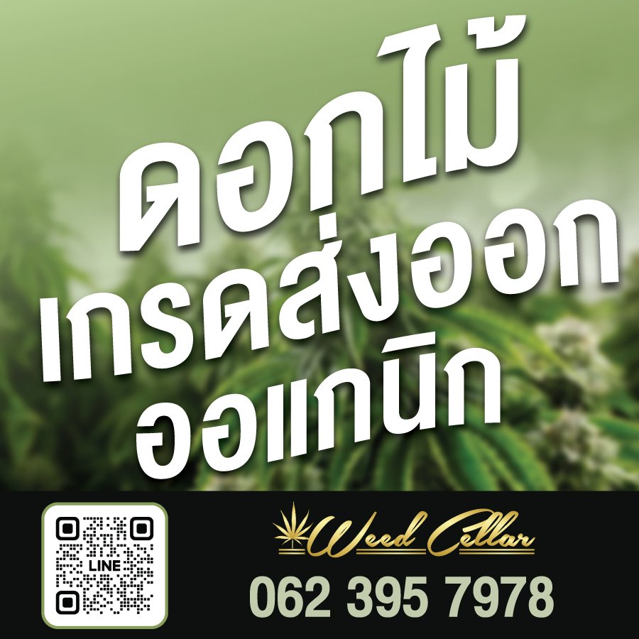 #cannabisthailand