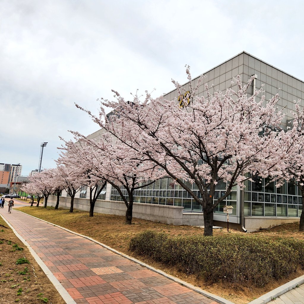 barrylab_CU's tweet photo. Cherry blossoms 🌸 on @inupr campus.  Beautiful. https://t.co/gfh4Cyuecx