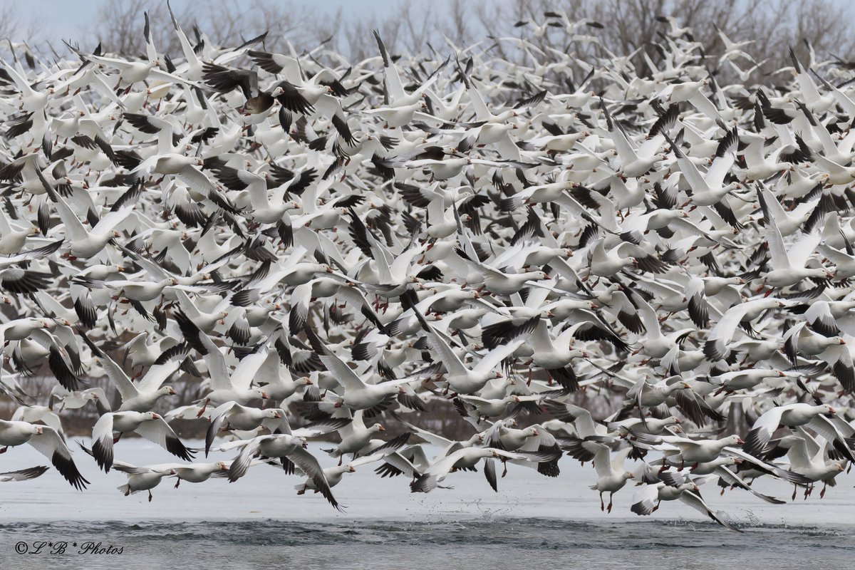 #SnowGeese spring migration. Photographed in #BeauharnoisSalaberry , #Québec #Canada What a sight to see!!! #NaturePhotography #BirdsSeenIn2023  #wildlifephotography #birds #migration @Britnatureguide @ThePhotoHour @birdnames_en @NatureCanada @BPQBirdsighting @weathernetwork