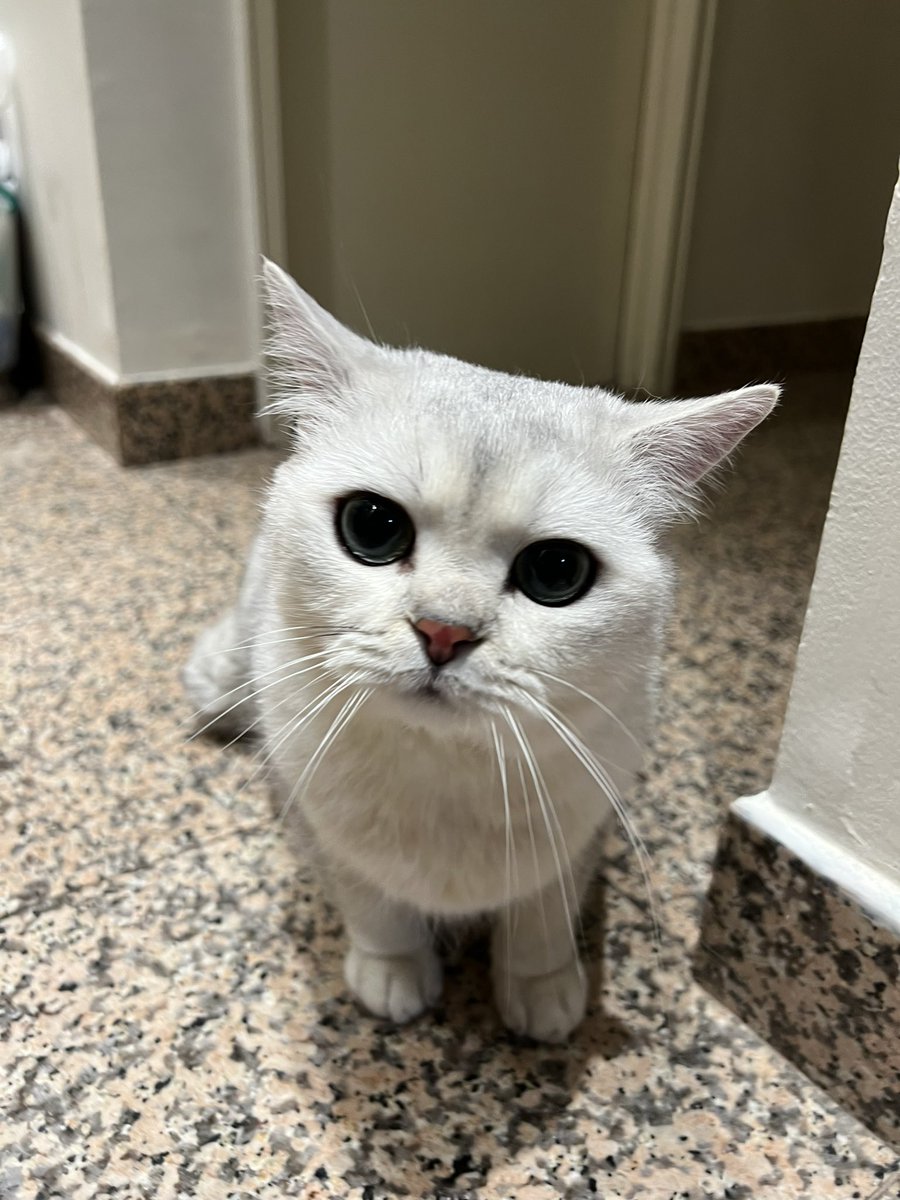 mayrushart tweet media