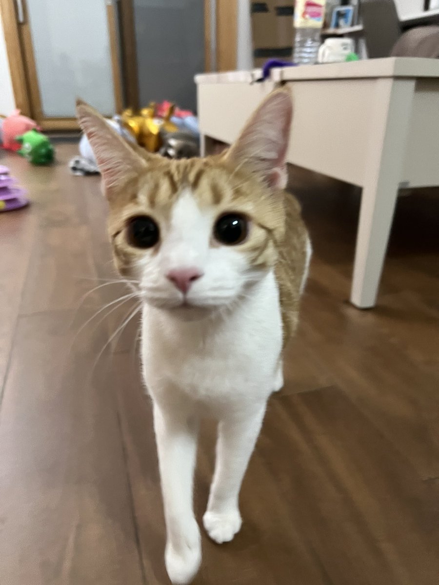 mayrushart tweet media