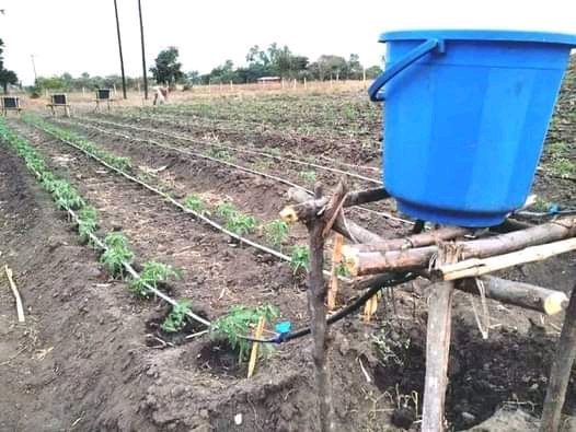 SunSowAgro's tweet image. Farmers let's not wait for external solutions to our challenges. 

 Every step forward counts in making farming more sustainable and resilient. #farming #selfsustainability