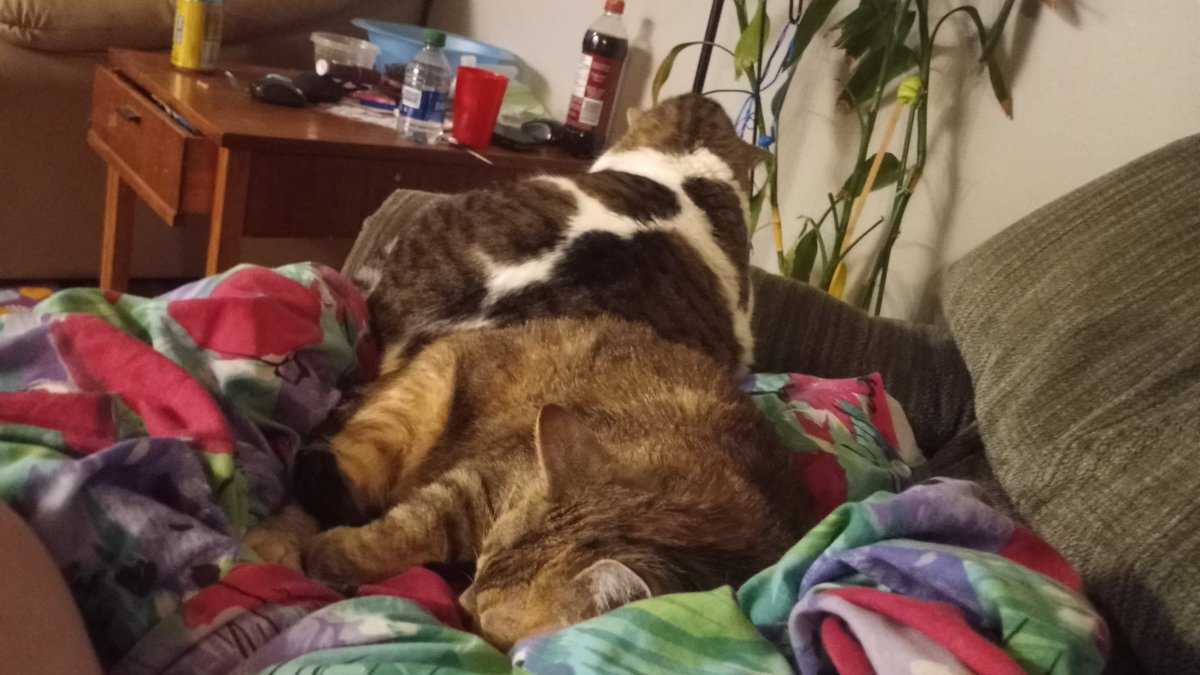 bud21212121 tweet media