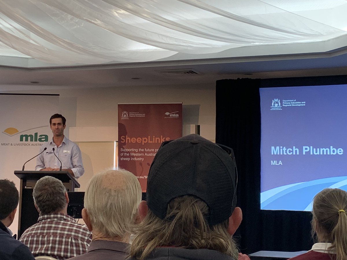 alisonlacey01's tweet photo. Mitch Plumbe @meatlivestock discussed the cofunded project #Feed365 and #FutureSheep. Excited that producers are testing and informing these projects @DPIRDbroadacre @GGA_WA https://t.co/RFKGFaBIuc