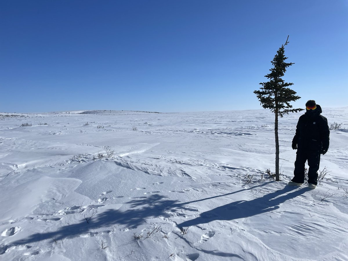 Windchilly field day around the Baldwin Peninsula but super beautiful! We’ve decided that tundra beavers like to make us work through deep snow drifted gulches to get down below the ice in their ponds. @vszavoico next to a lonely wind blasted spruce tree living on the edge