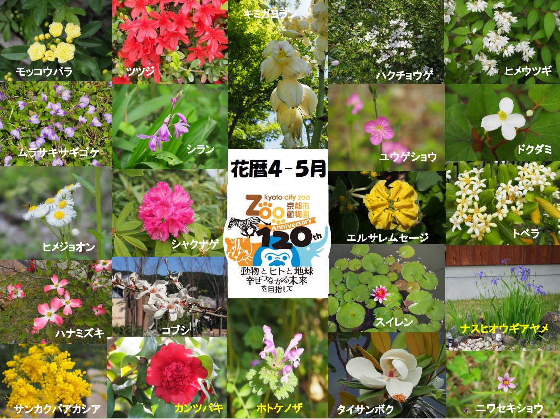 昨年から進めている園内の花の確認も約90種類を観察することができました。公式ホームページに「花ごよみ」としてまとめていきますので、御興味があればご覧ください。
www5.city.kyoto.jp/zoo/institutio…

#京都市動物園 #kyotocityzoo #flower #calender #knifeleafwattle #maple #fringediris